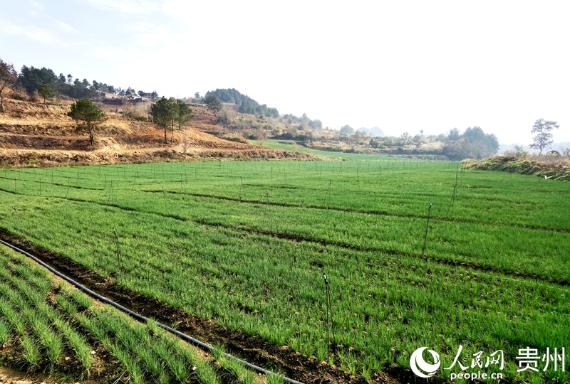 赵司村香葱种植基地一隅。