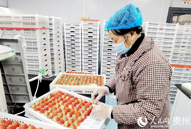 王贵秀正在分拣草莓。