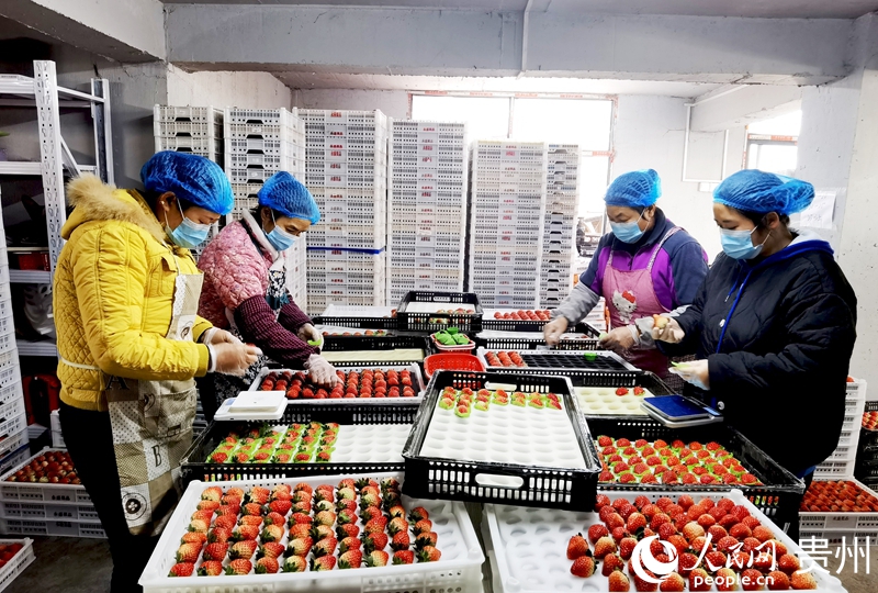 贵州高源草莓种业基地内,工人正在分拣草莓。