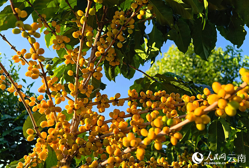 黄色的咖啡鲜果缀满枝头。