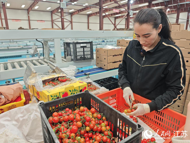 阿米娜将采摘下来的番茄进行分拣装箱
