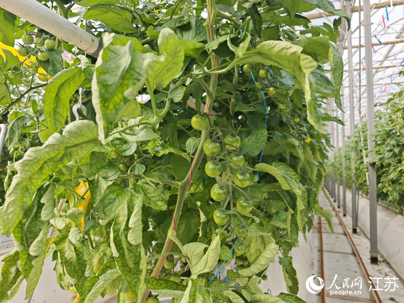 智能温室里,”霍尔果柿“长势良好