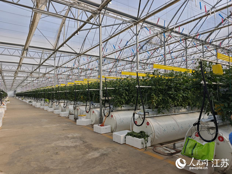 霍尔果斯现代农业产业园的智能温室