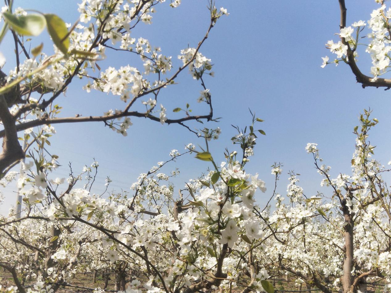 梨花盛开