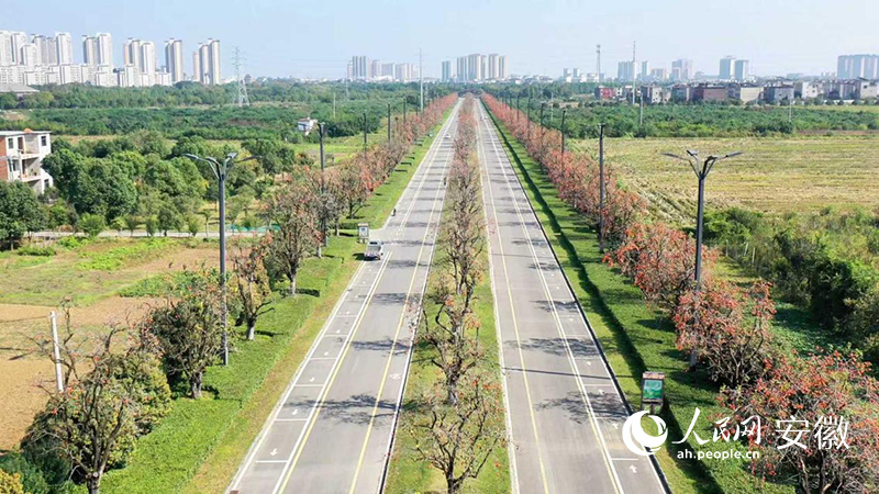 颍上县道路两旁的柿子树