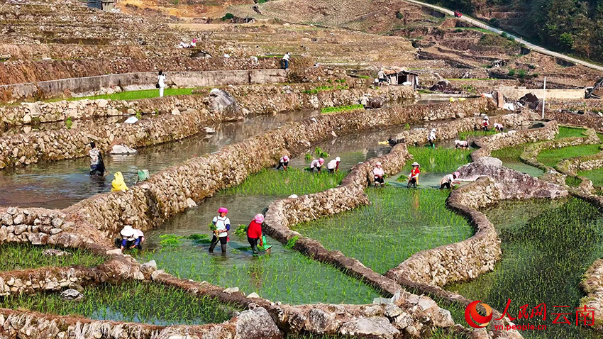 云南省绿春县三猛乡腊姑梯田，农户们分工协作忙插秧。白院生摄